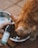 A ginger cat eating from a stainless steel bowl filled with kibble. In the foreground, a hand is holding a small bottle labeled 'Botaneo CBD Spray.' The setting appears to be outdoors, with a tiled floor visible beneath the cat.
