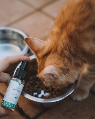 A ginger cat eating from a stainless steel bowl filled with kibble. In the foreground, a hand is holding a small bottle labeled 'Botaneo CBD Spray.' The setting appears to be outdoors, with a tiled floor visible beneath the cat.