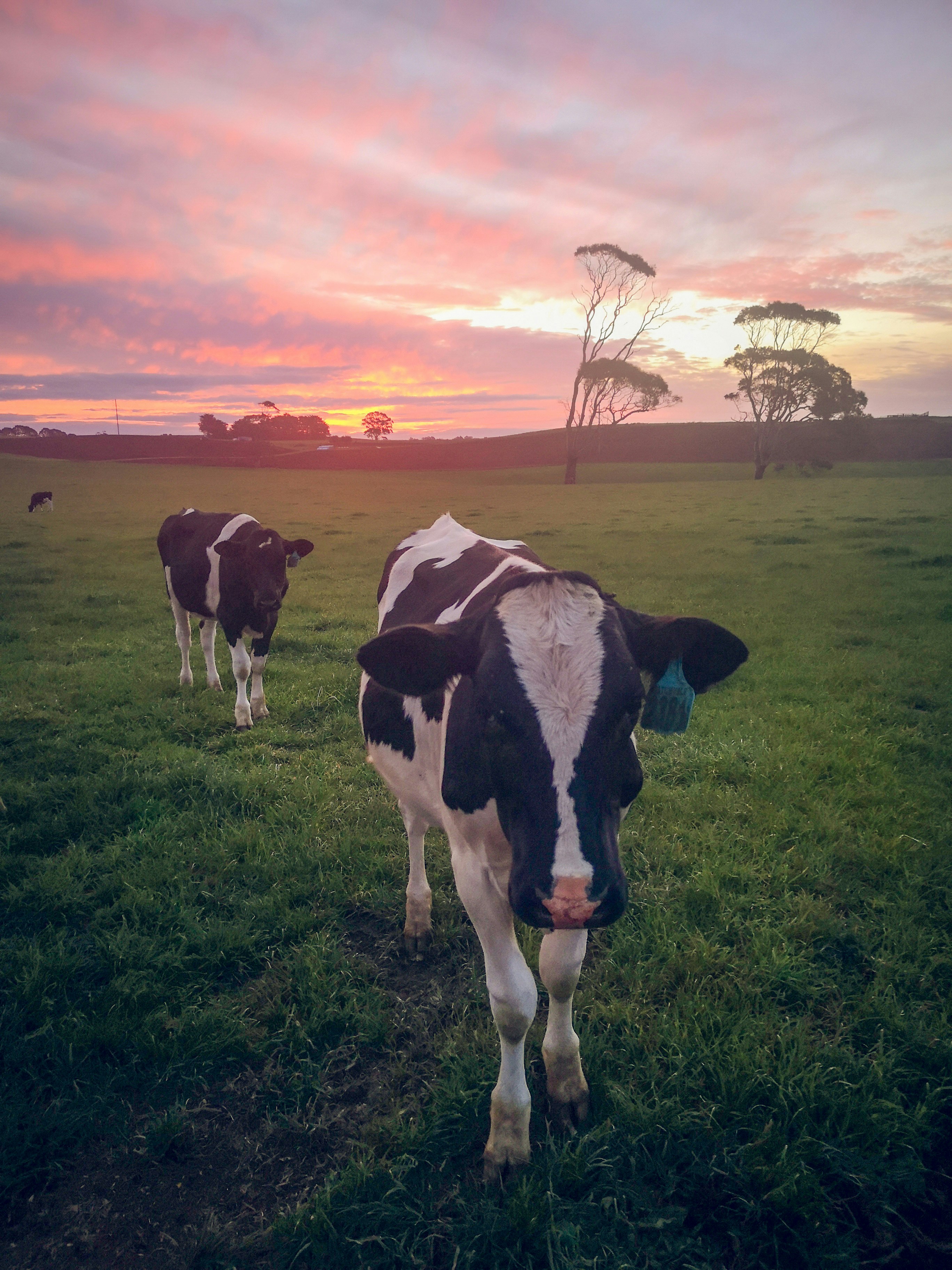 Vaca blanca y negra en campo de hierba verde durante la puesta del sol