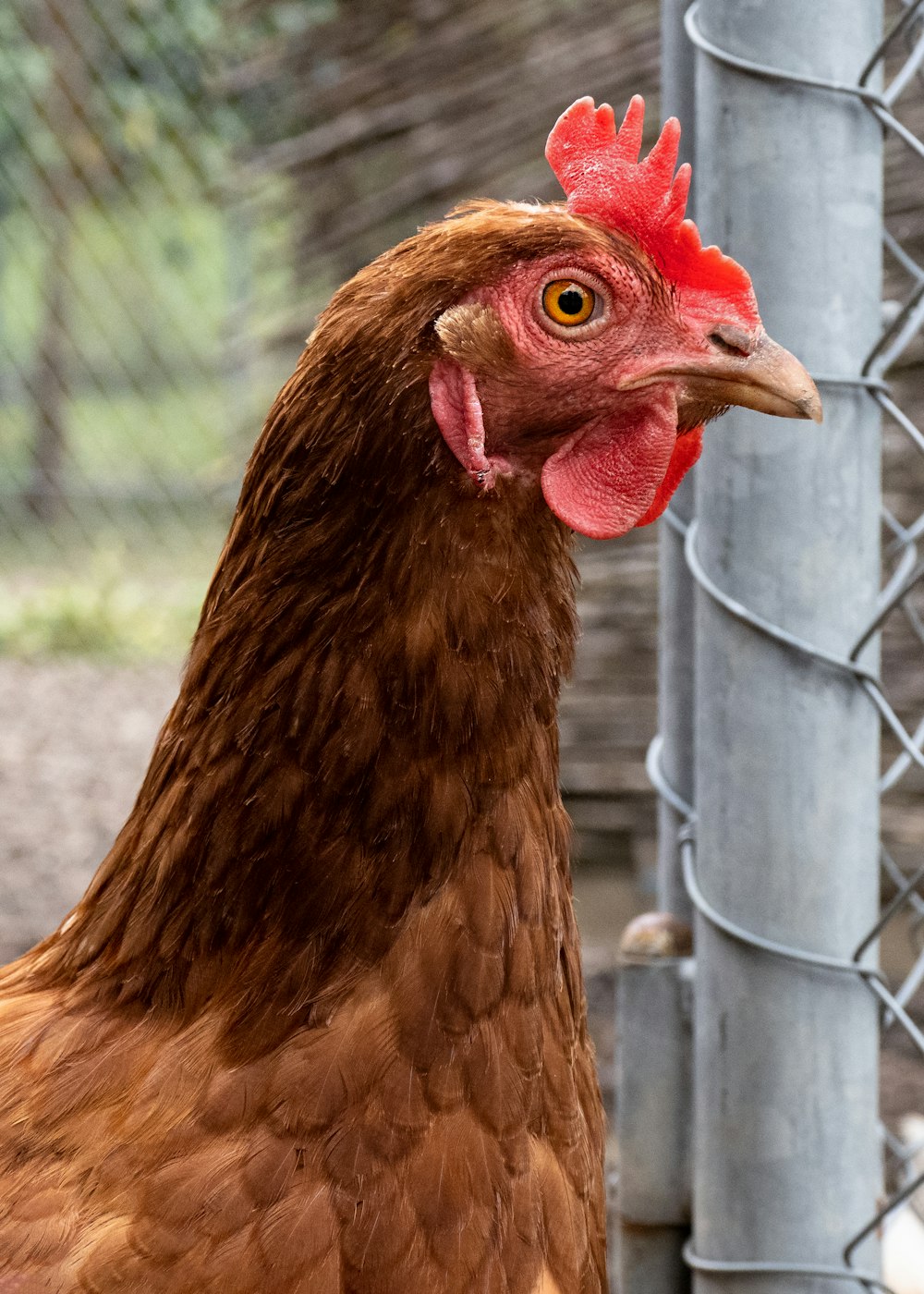 brown hen near white metal fence
