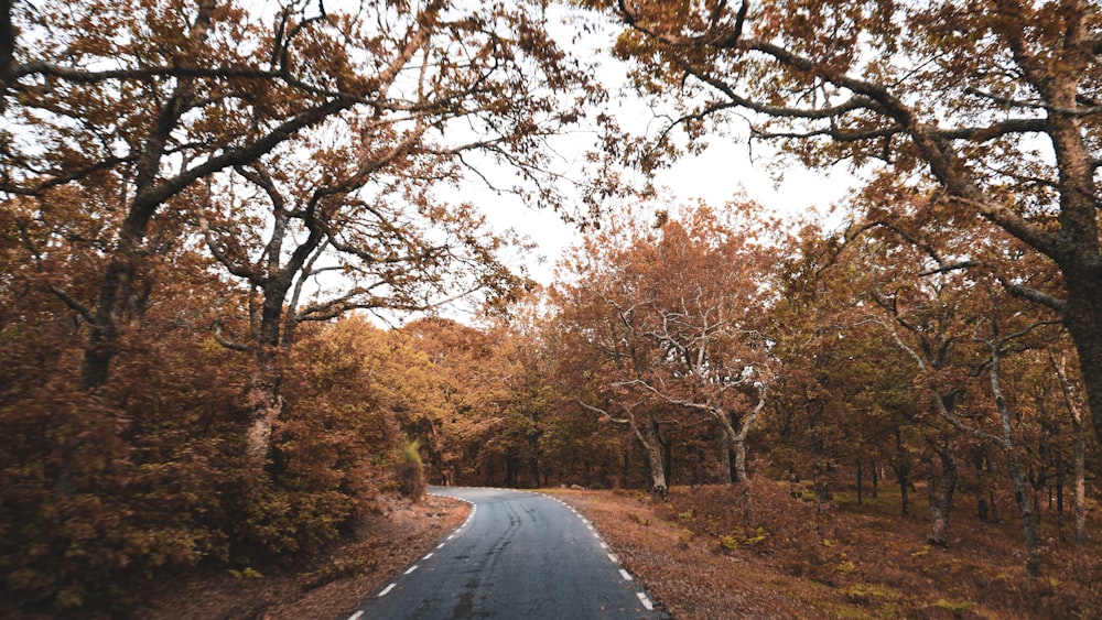 gray concrete road between brown trees during daytime