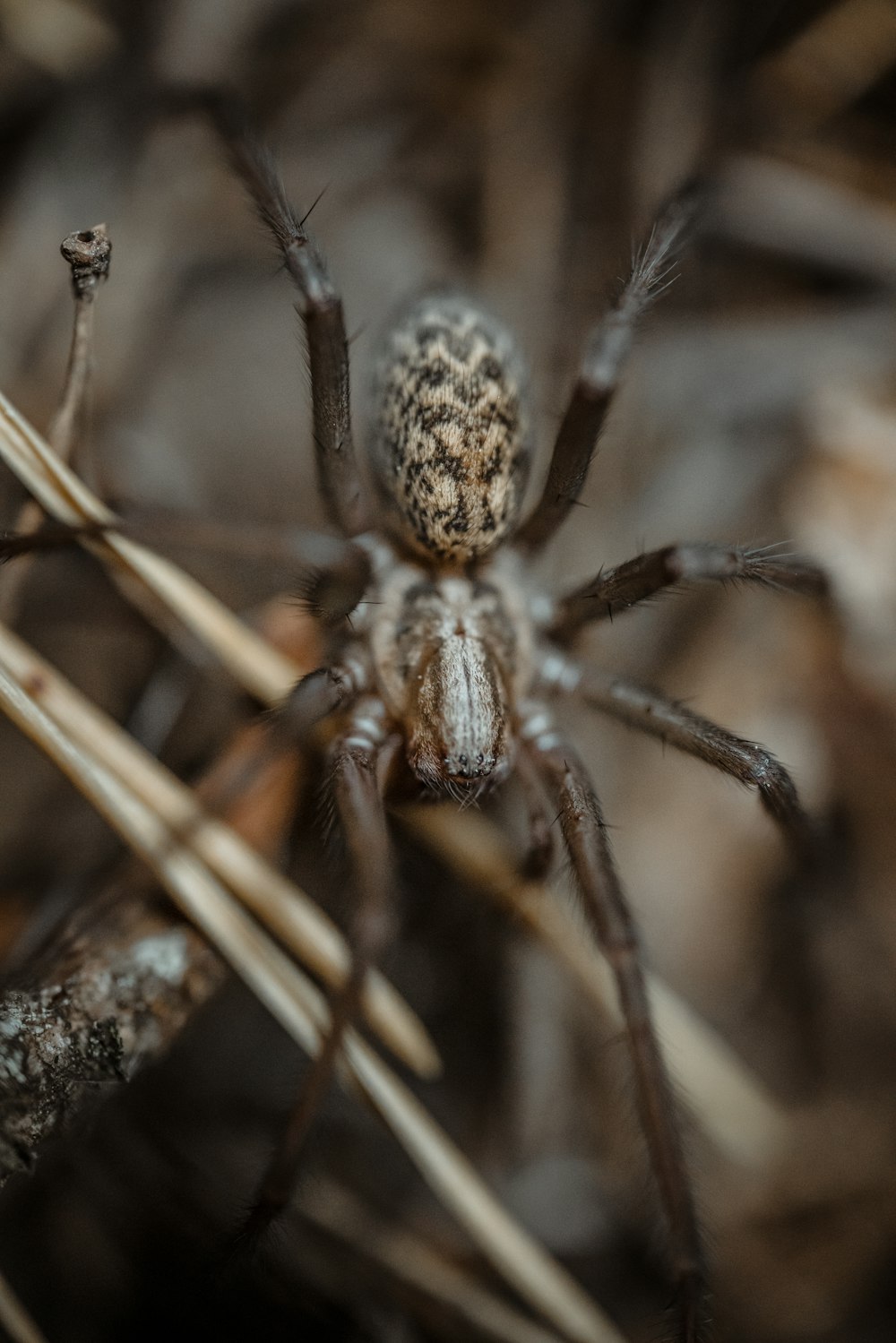 brown and black spider on brown stem