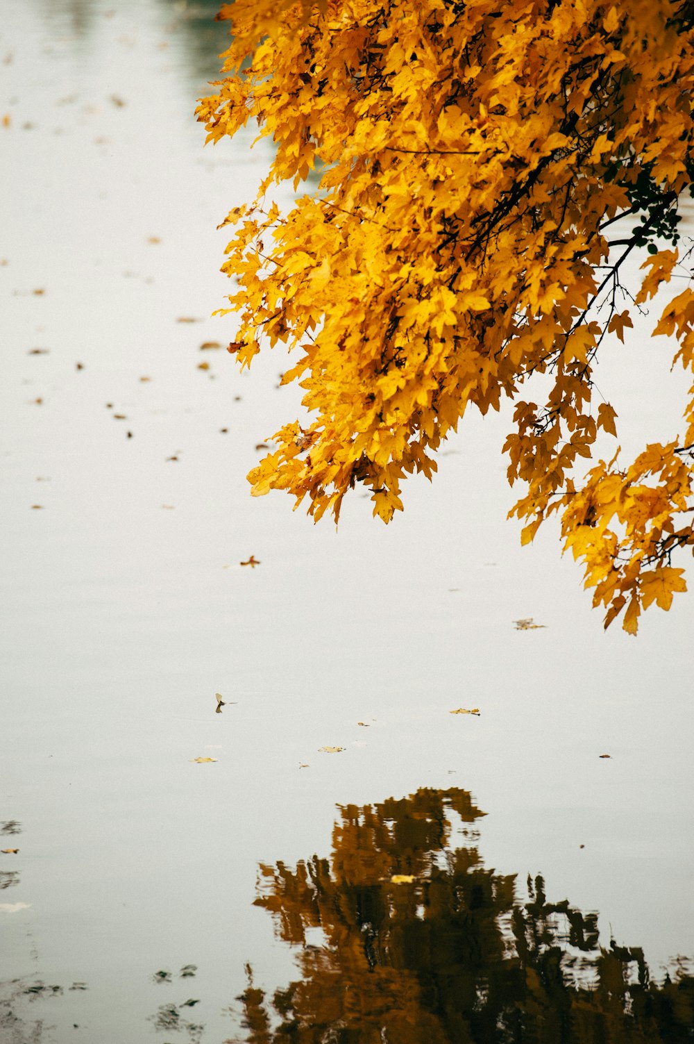 yellow leaves on body of water during daytime