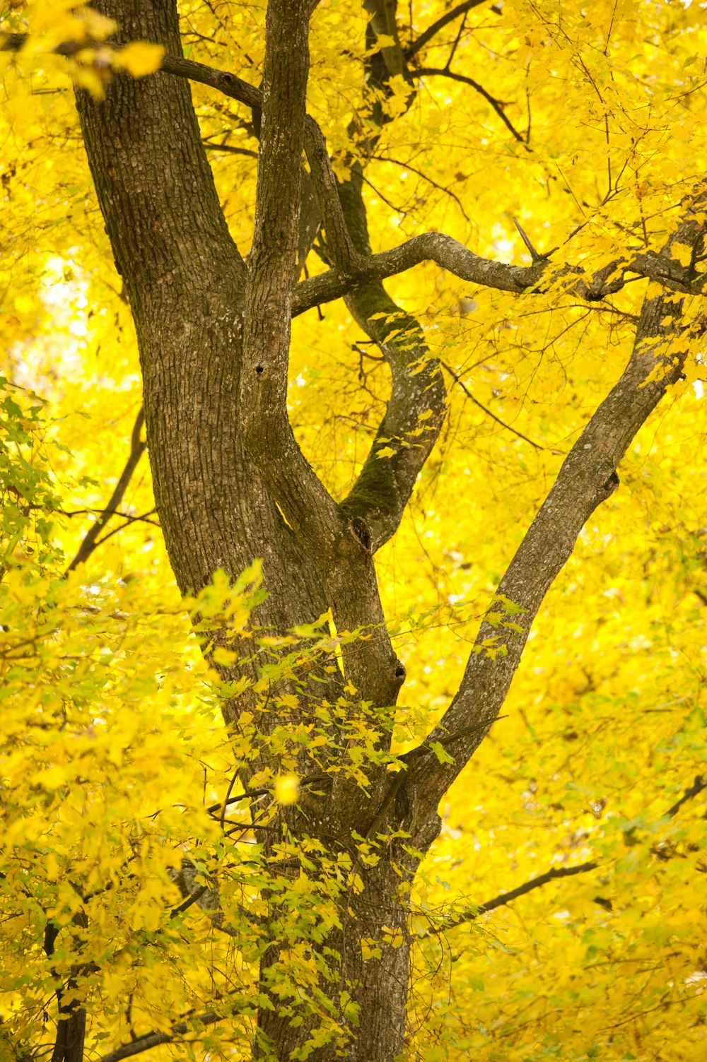 yellow leaf tree during daytime