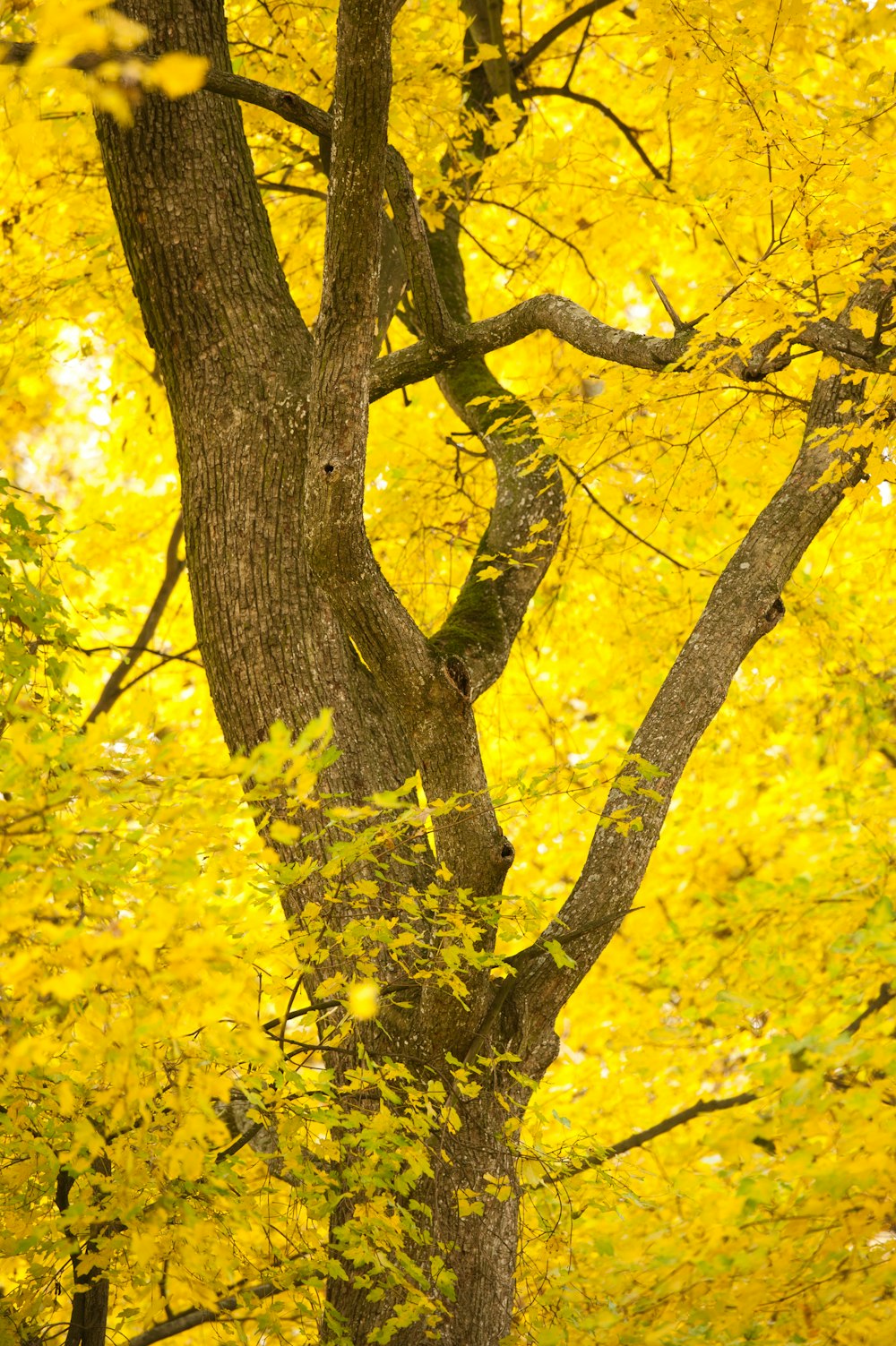 arbre à feuilles jaunes pendant la journée