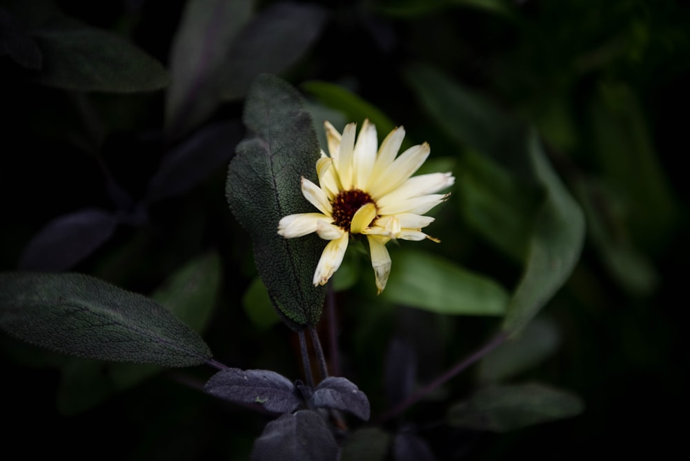 white and yellow flower in bloom