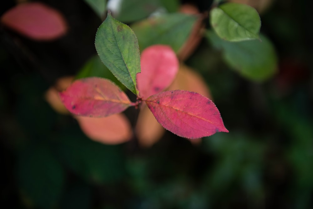 red and green leaves in tilt shift lens