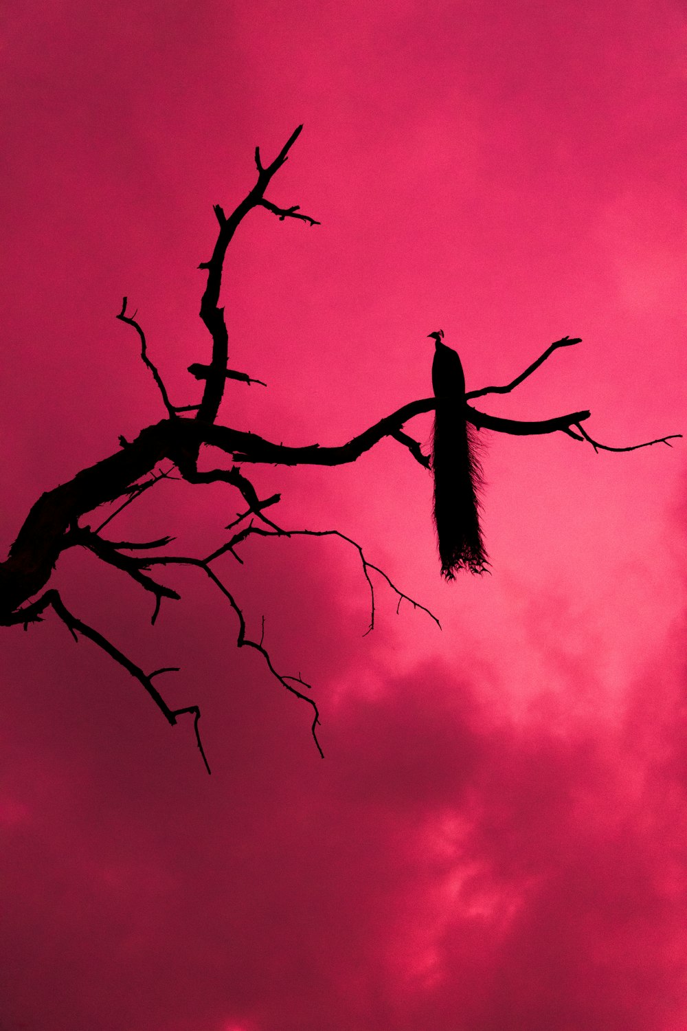 black bird on bare tree during night time