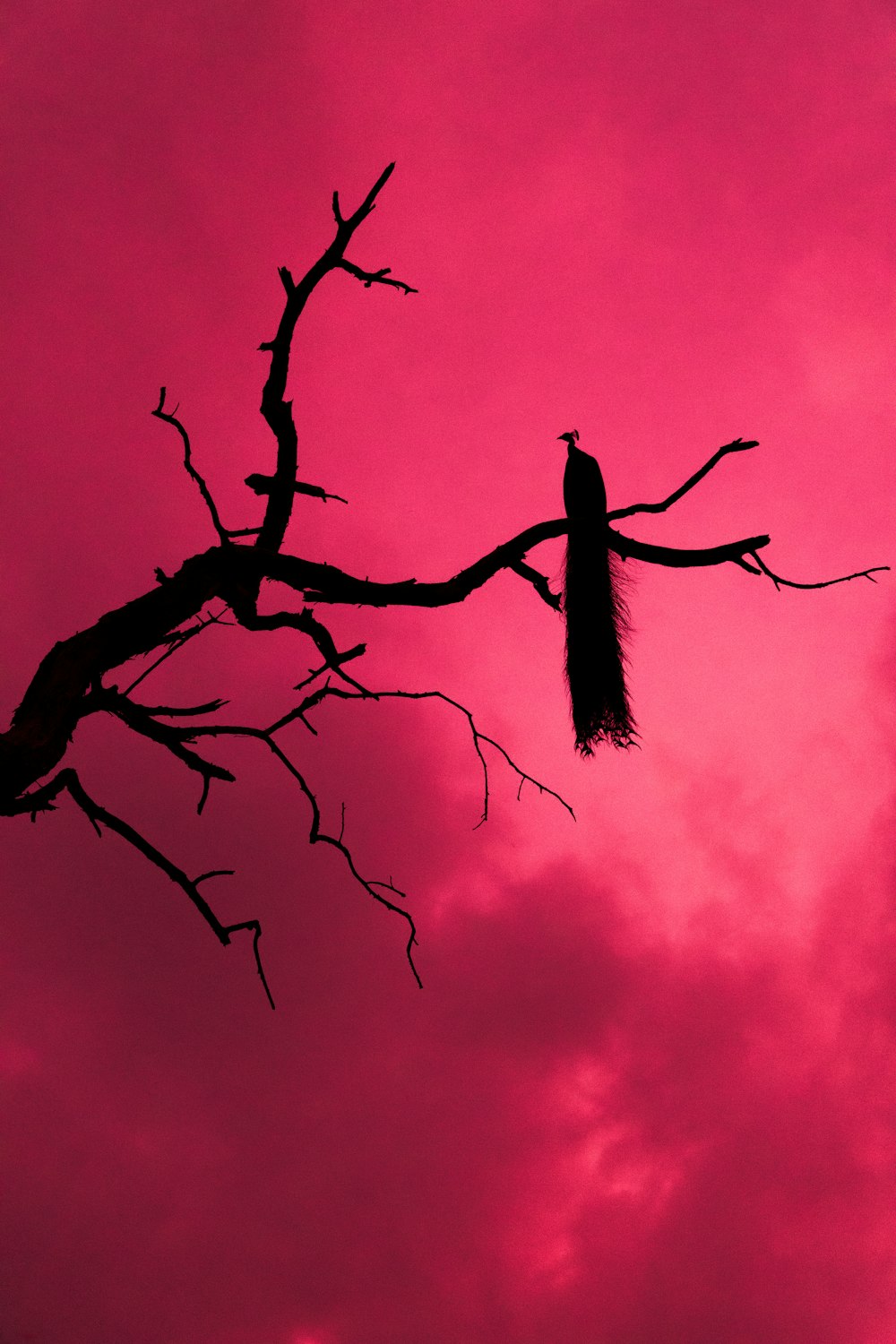 Schwarzer Vogel auf kahlem Baum während der Nacht