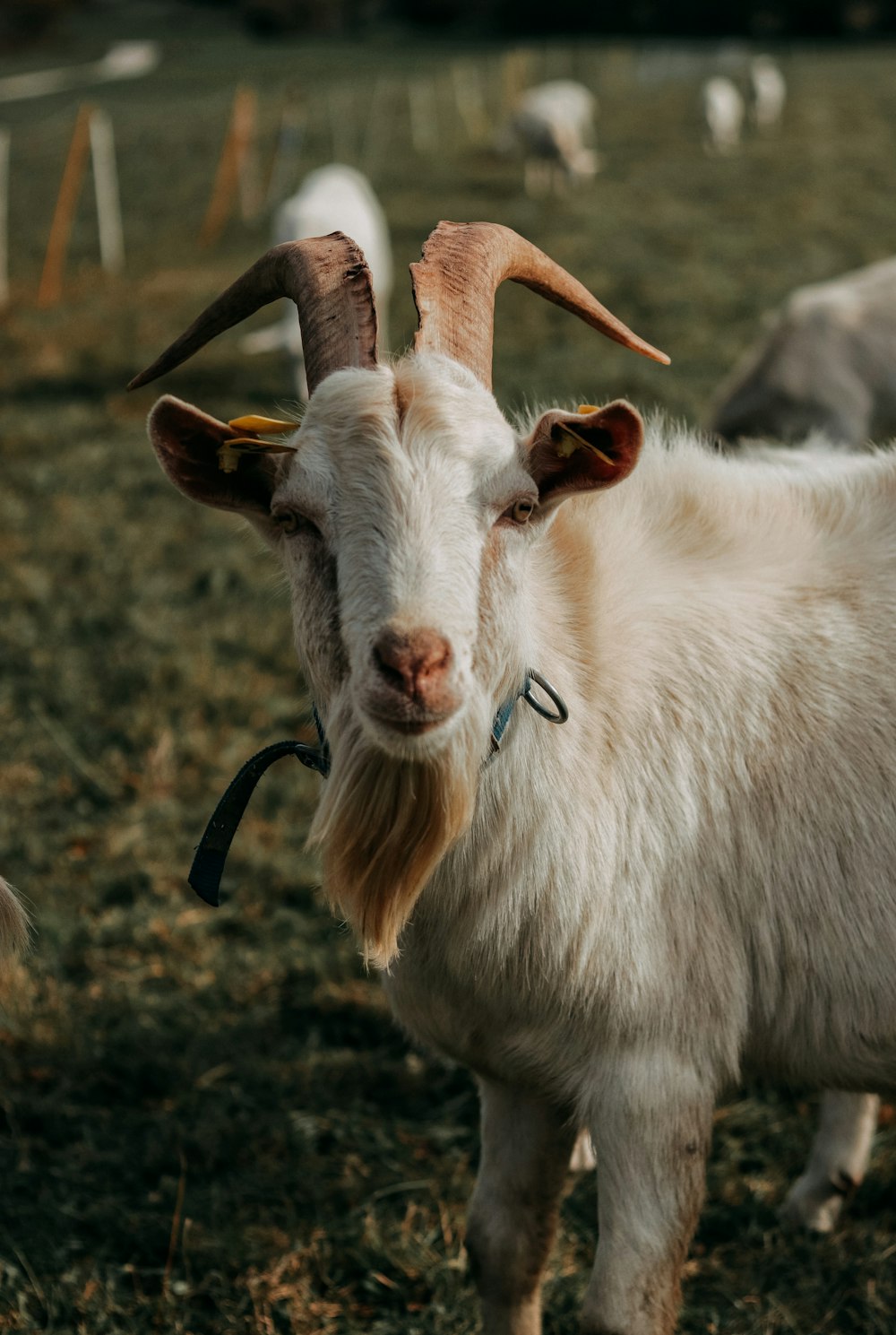 white goat on brown grass during daytime