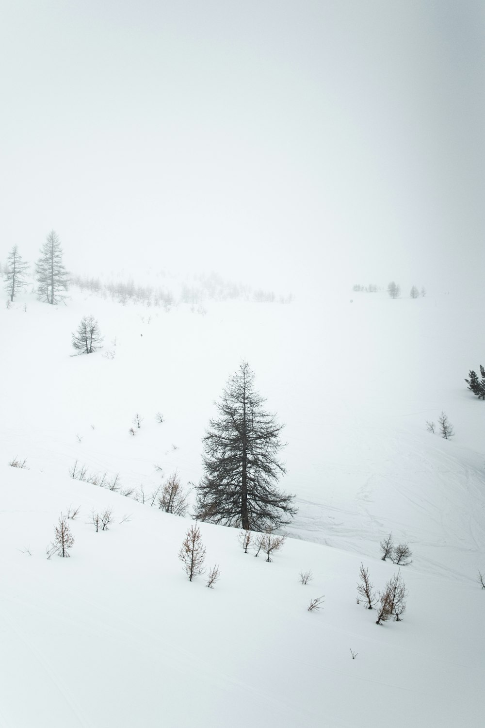 árvores cobertas de neve durante o dia