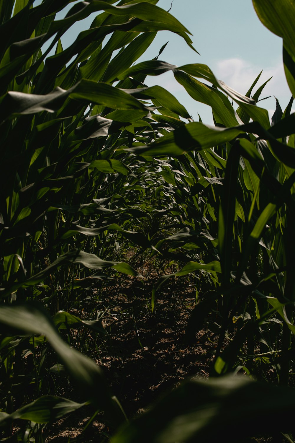 green corn plant during daytime