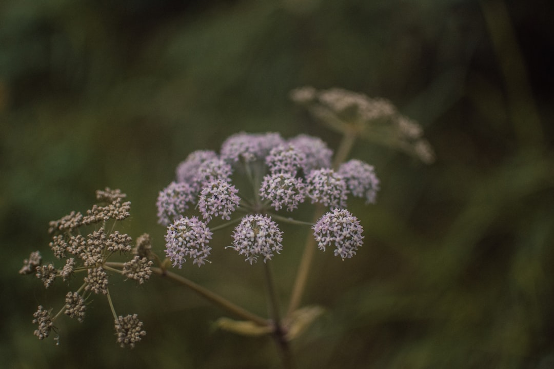 purple flowers in tilt shift lens