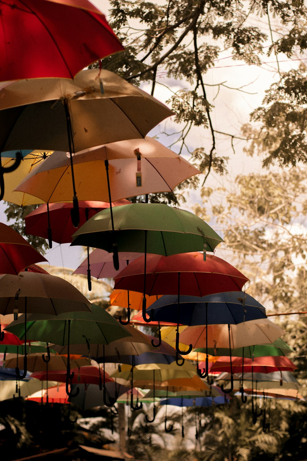 assorted umbrellas hanging on brown tree branch during daytime
