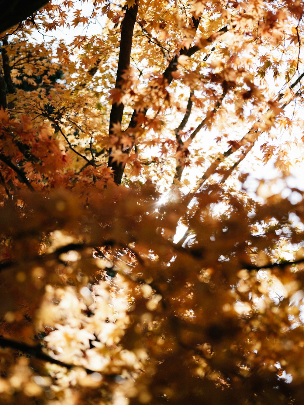 brown leaves on brown tree