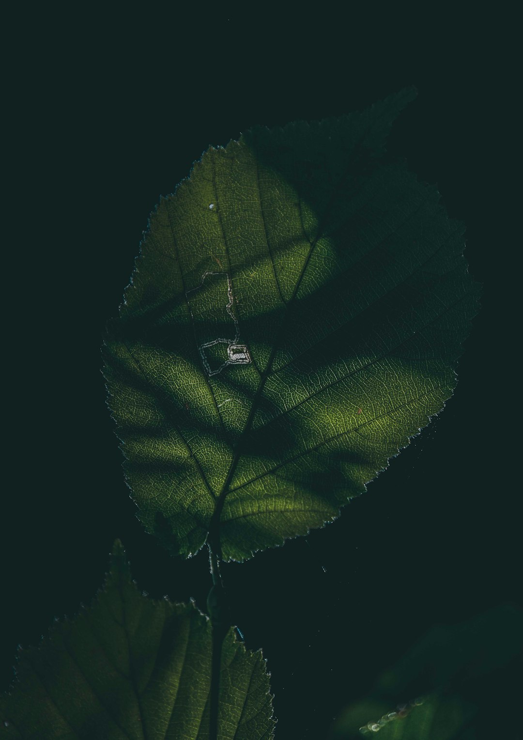 green leaf in dark room