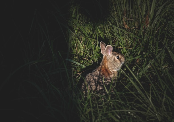 brown rabbit on green grass