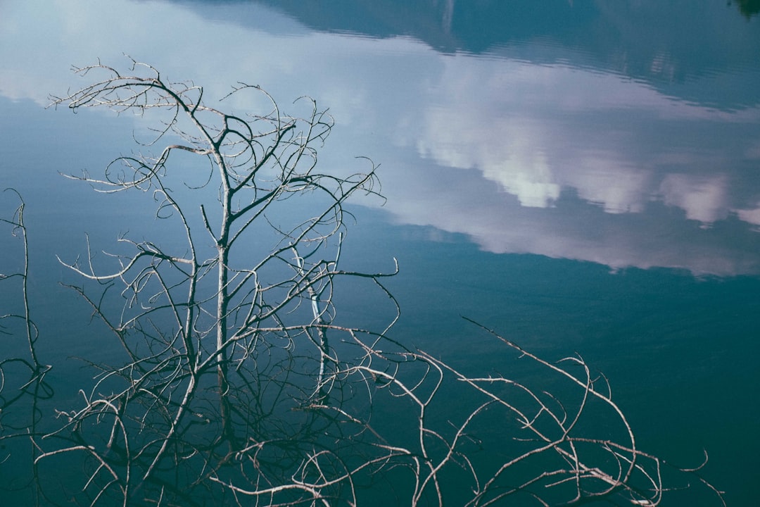 bare tree on green grass field under white clouds