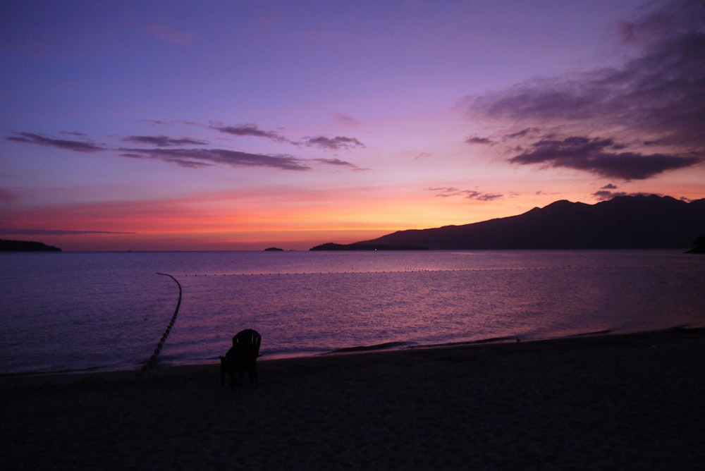 silhueta do cão em pé na costa durante o pôr do sol