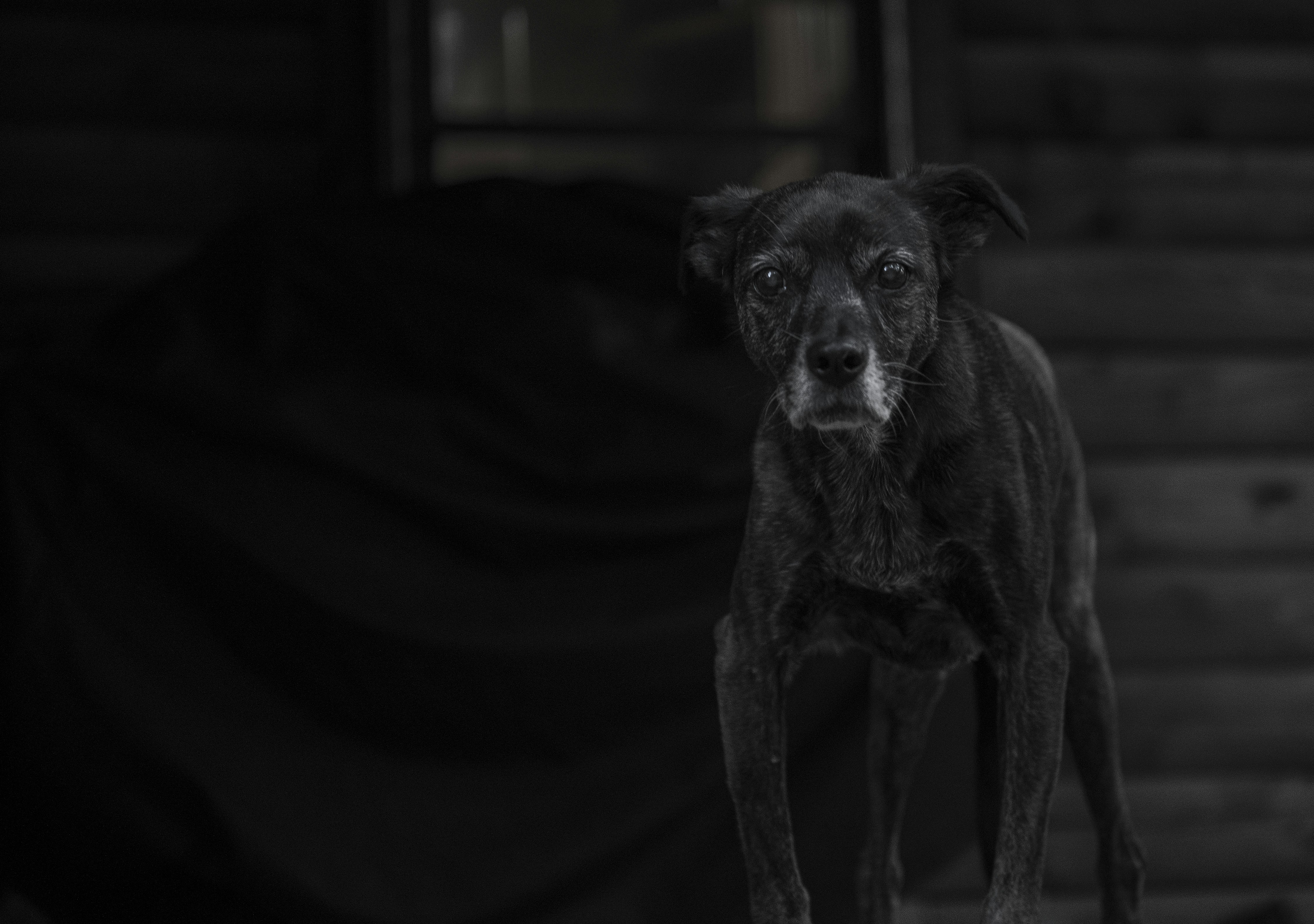 black short coat small dog on black textile