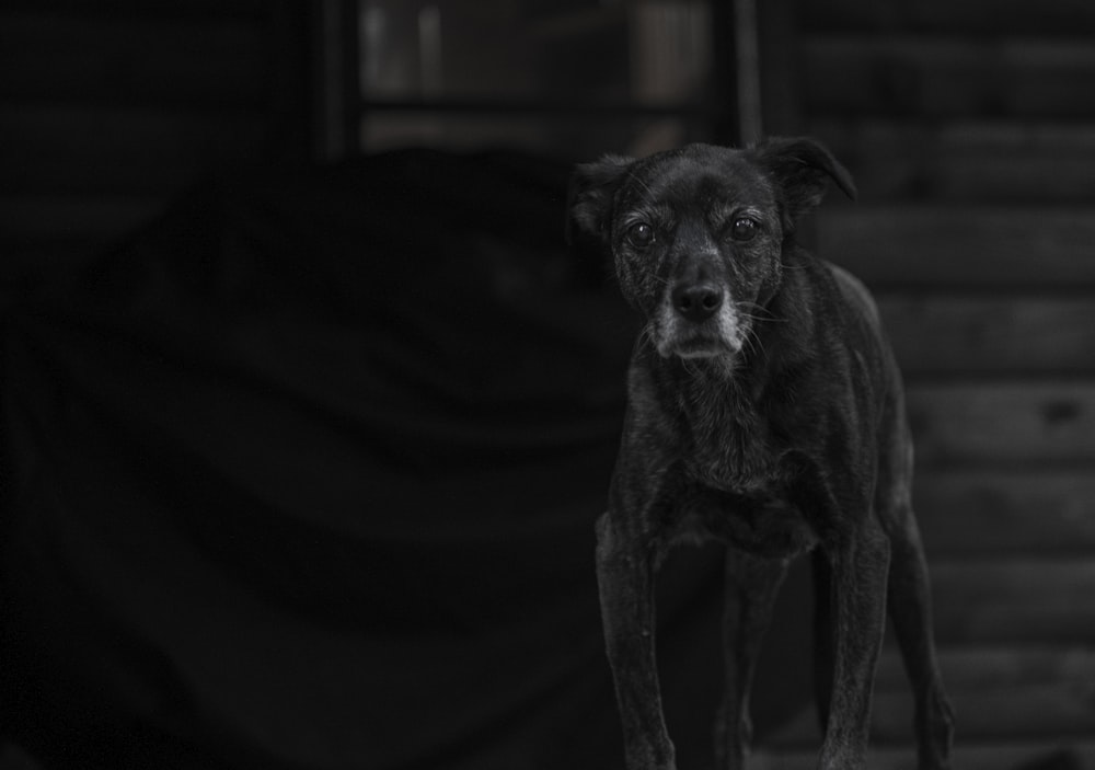 black short coat small dog on black textile
