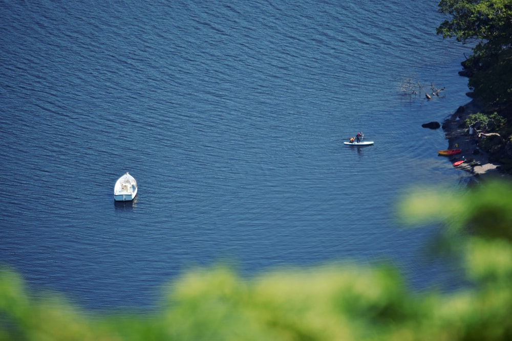 white and black bird on body of water during daytime