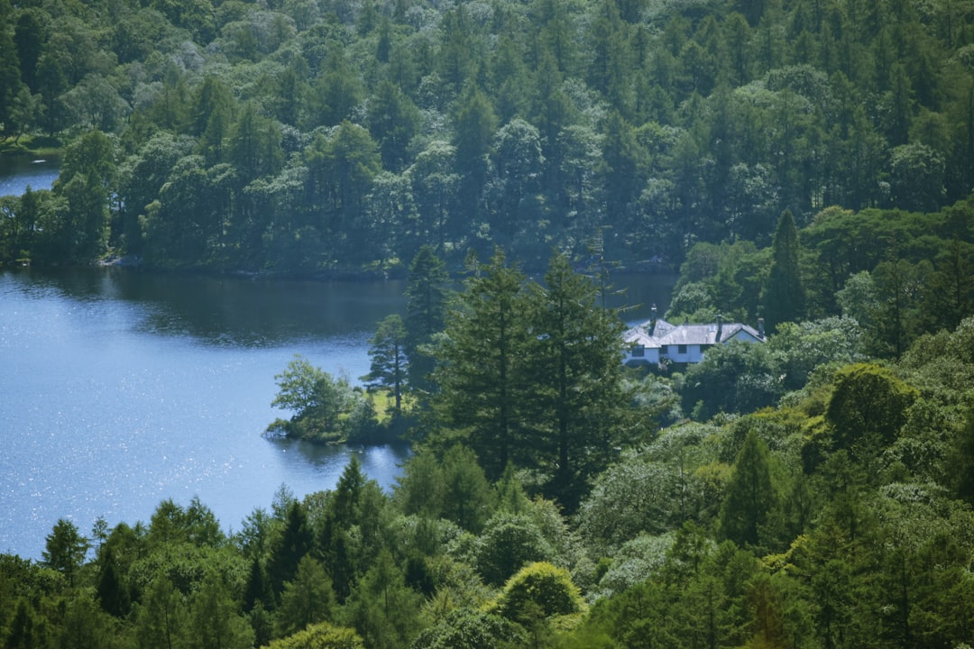 green trees near body of water during daytime