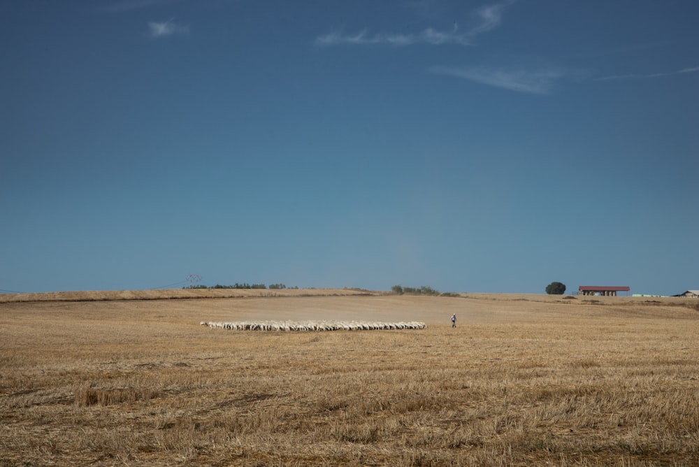 brown grass field under blue sky during daytime