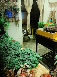 A cozy interior space featuring various green plants arranged on tables and shelves. A wooden crate holds potted plants in the foreground, while a couple of hanging plants add a vertical element. In the background, a set of curtains partially conceals a small area where a dog with a spotted coat is peeking out. The concrete floor and subtle lighting create a warm and inviting atmosphere.
