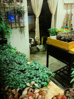 A cozy interior space featuring various green plants arranged on tables and shelves. A wooden crate holds potted plants in the foreground, while a couple of hanging plants add a vertical element. In the background, a set of curtains partially conceals a small area where a dog with a spotted coat is peeking out. The concrete floor and subtle lighting create a warm and inviting atmosphere.