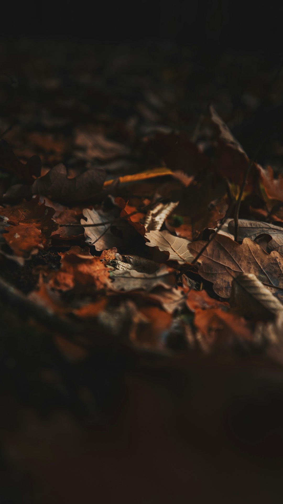 brown dried leaves on ground