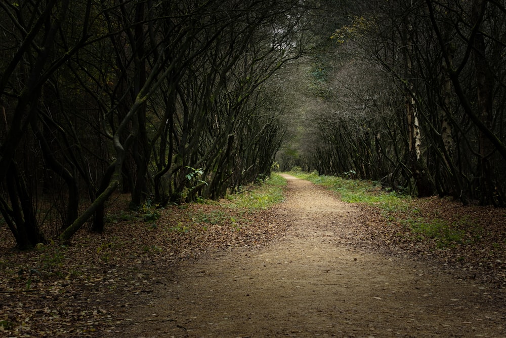 brown dirt road between green trees