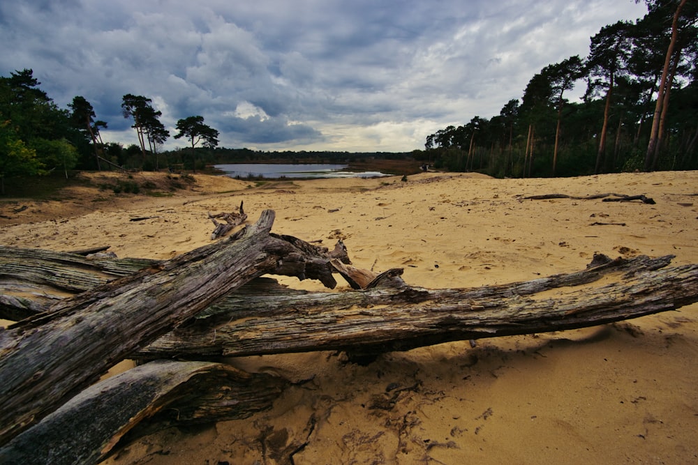 brown wood log on brown sand near body of water during daytime