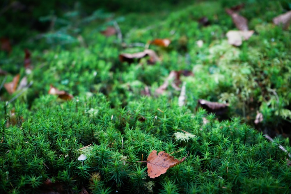 green grass with brown dried leaves