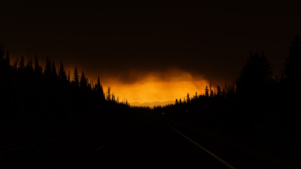 silhouette of trees during sunset