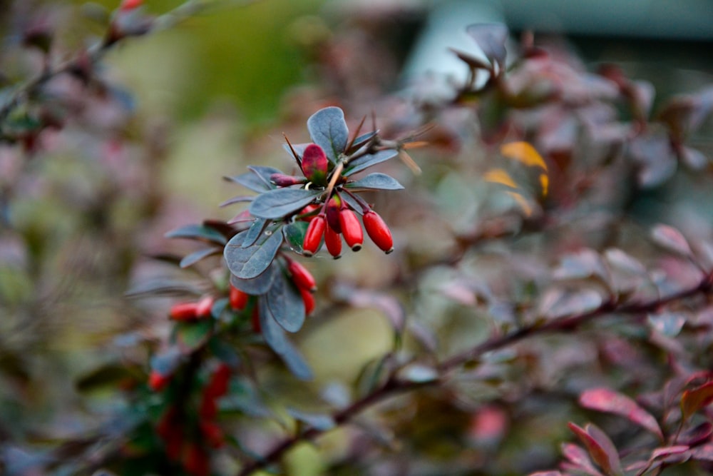 red and green plant in tilt shift lens