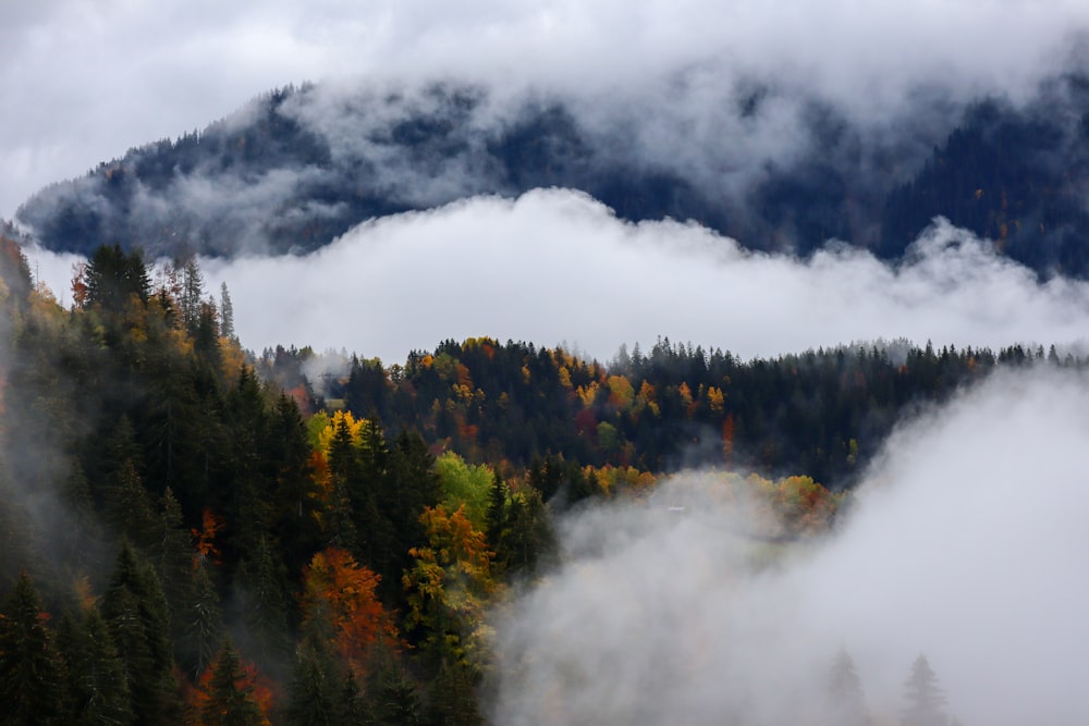 green trees under white clouds