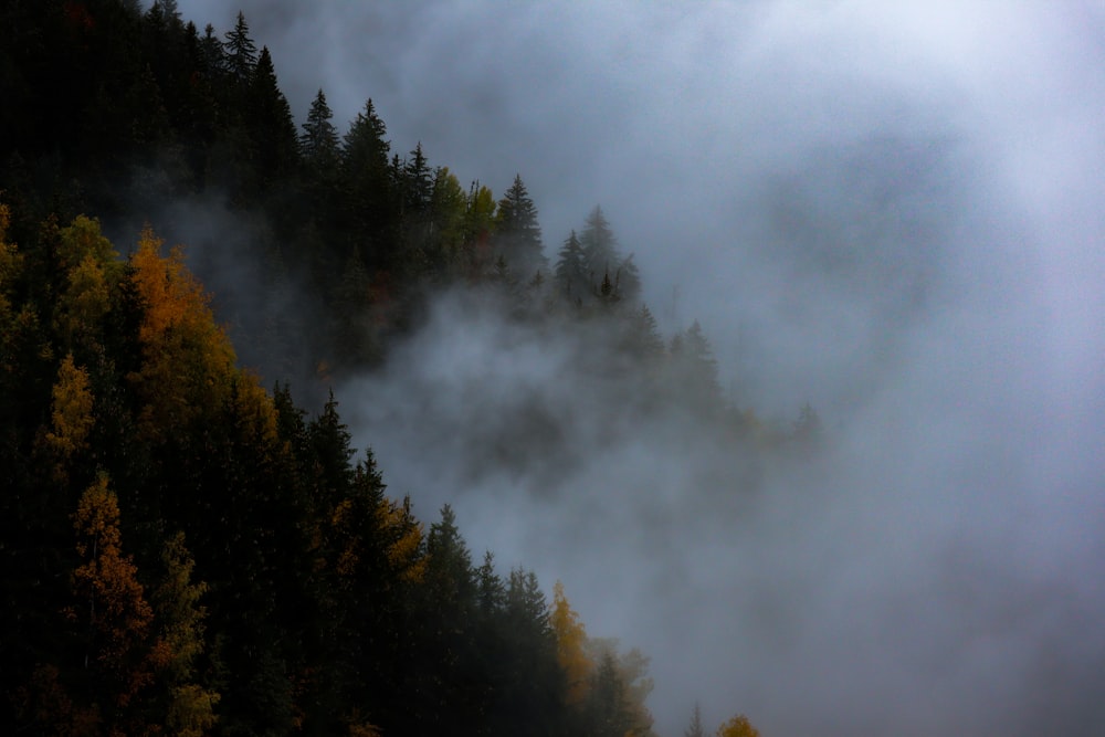 green trees under white clouds