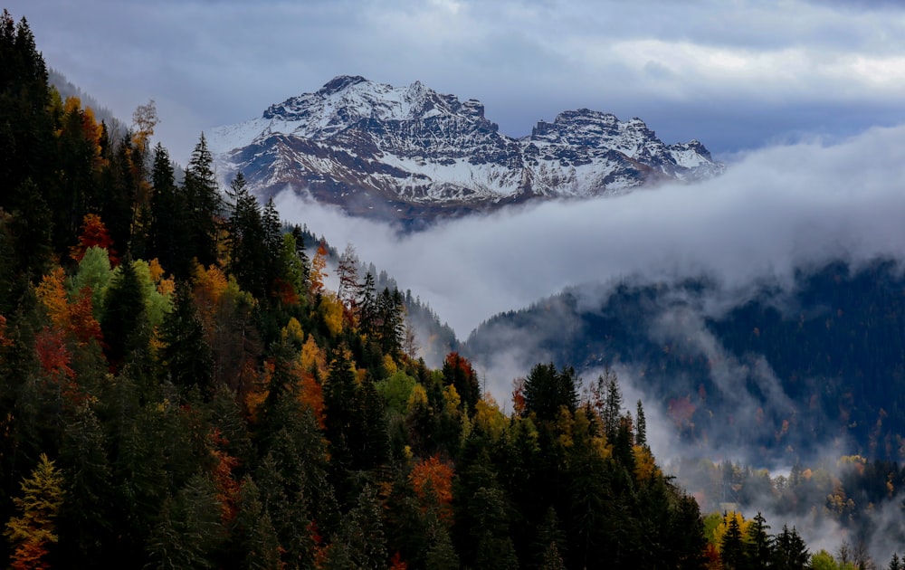 green and brown trees near snow covered mountain during daytime