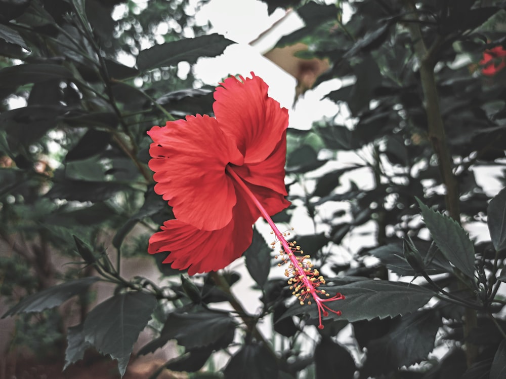 red hibiscus in bloom during daytime