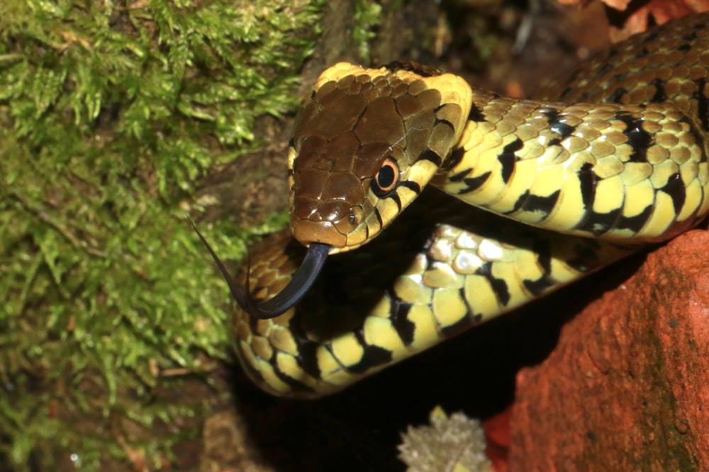 serpiente amarilla y negra sobre roca marrón