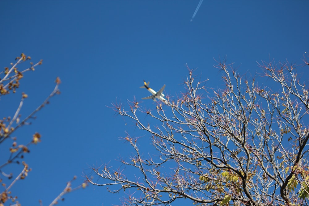 green tree under blue sky during daytime