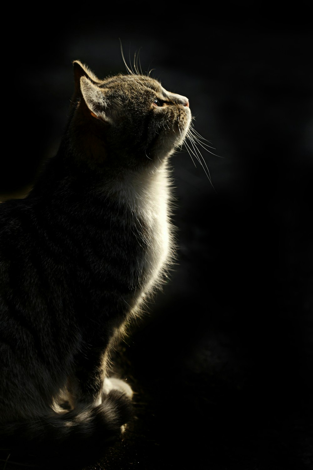 brown and white tabby cat