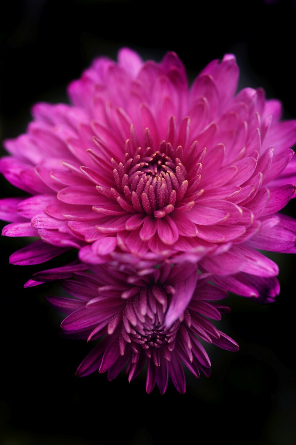 purple flower in black background