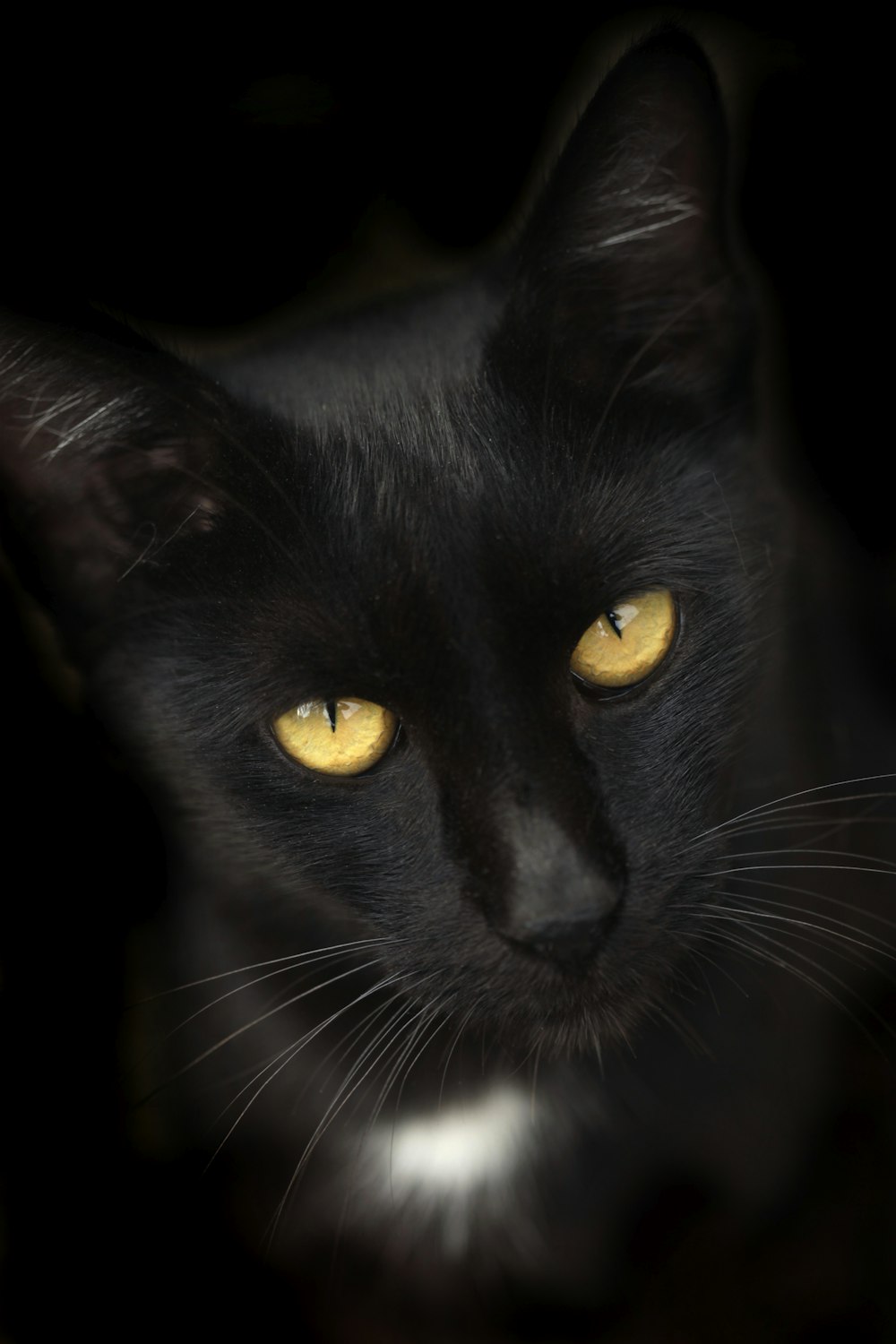 schwarze Katze mit gelben Augen