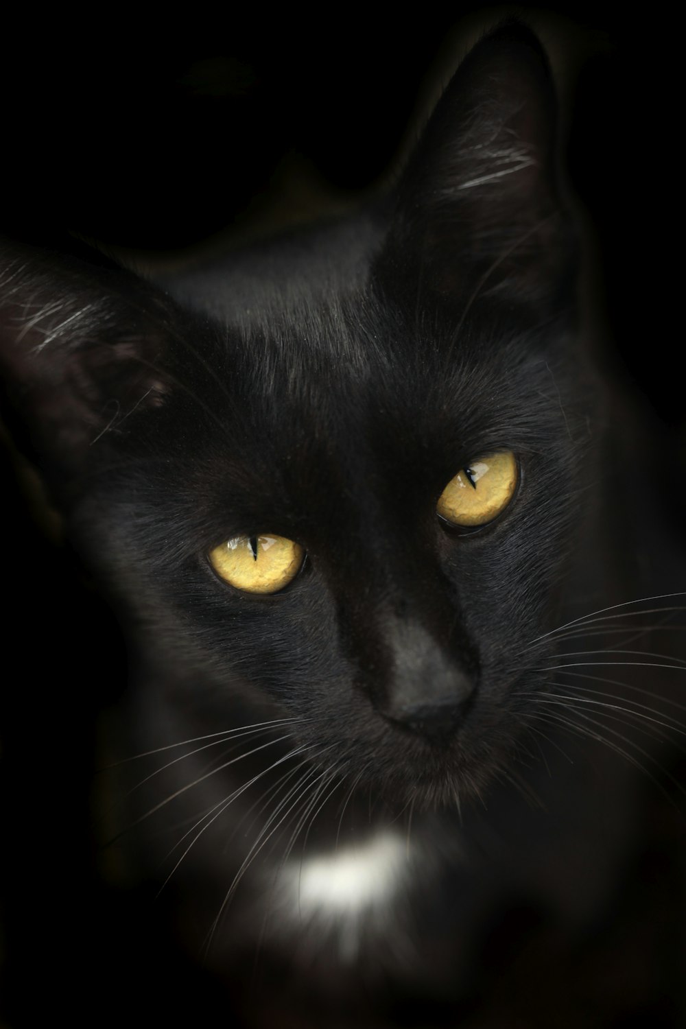 노란 눈을 가진 검은 고양이