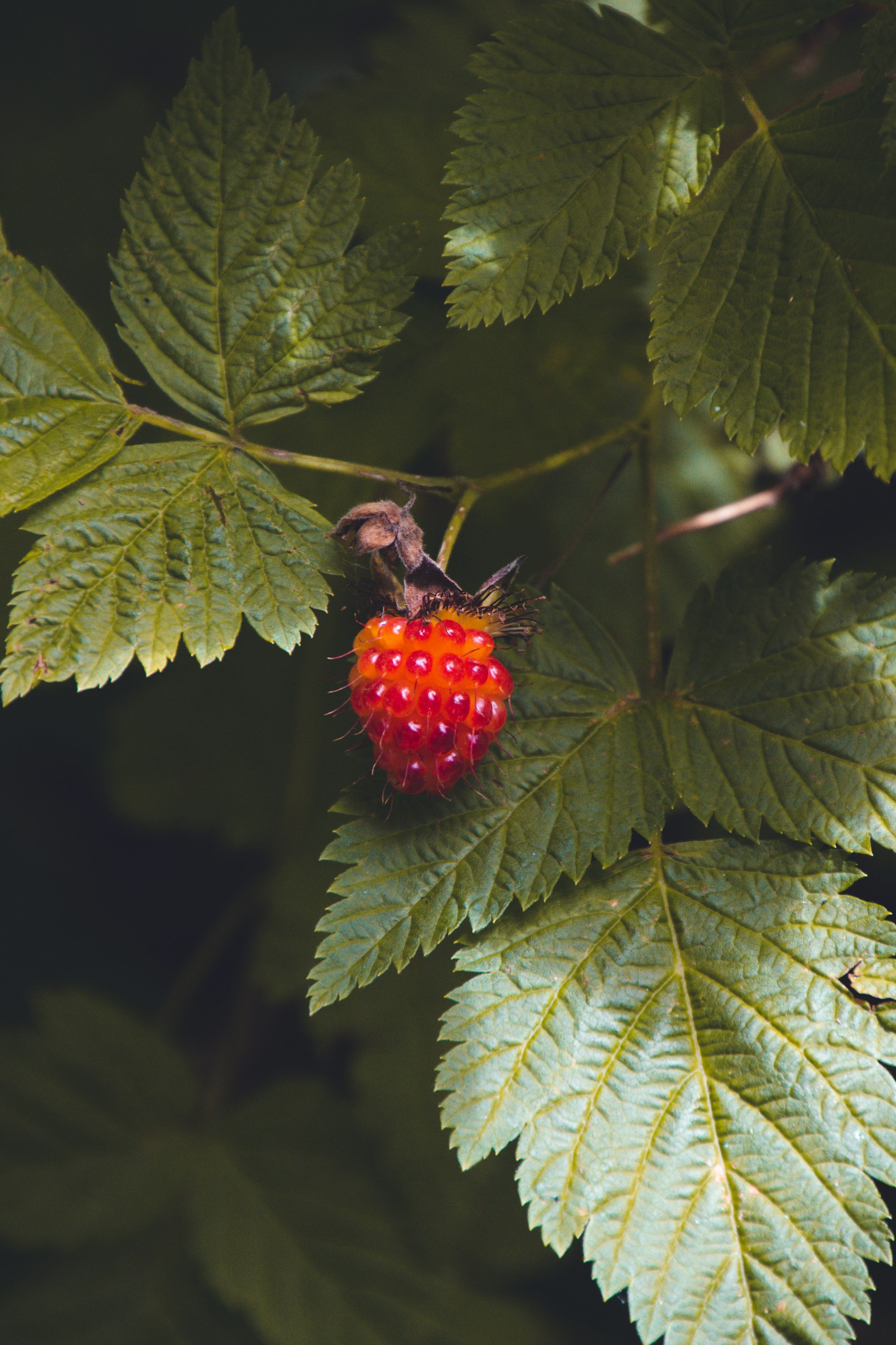 red raspberry leaf