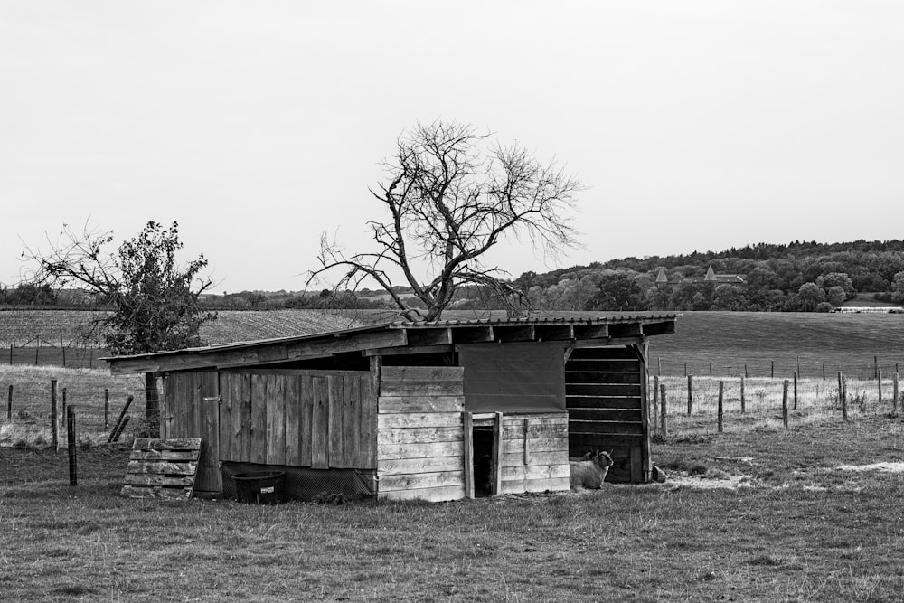 grayscale photo of wooden house near bare tree
