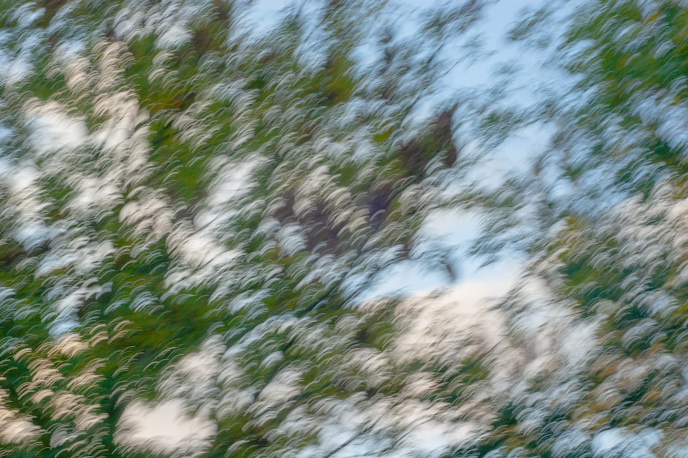 green trees under white clouds during daytime