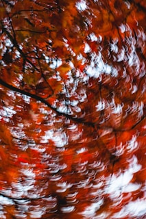 brown leaves on tree branch
